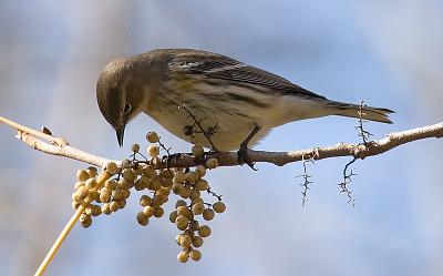 Warbler meal time