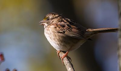 Sparrow in sun