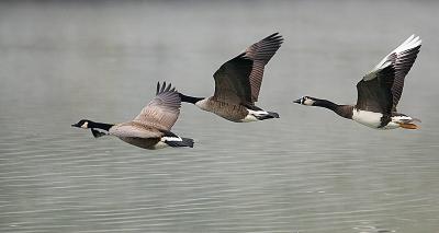 Two and a half Canada geese