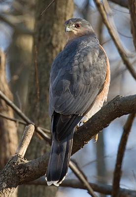 Cooper's Hawk