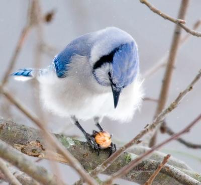 Blue Jay meal 3