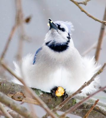 Blue Jay meal 1