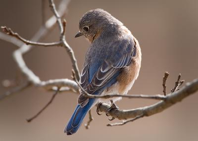 Bluebird in the sun