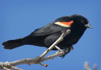 Blackbird in the sun