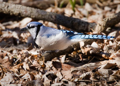 Low perch