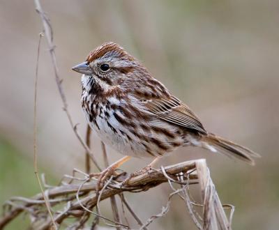 Early spring Sparrow