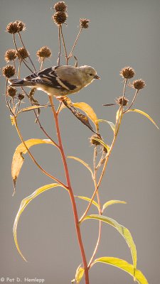 Backlit Goldfinch