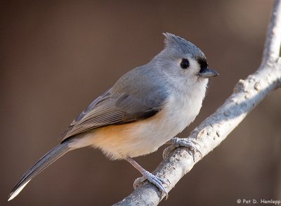 Perched Titmouse