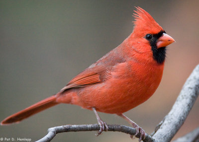 Perched Cardinal