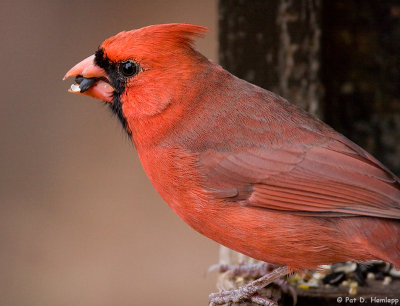 Cardinal, up close