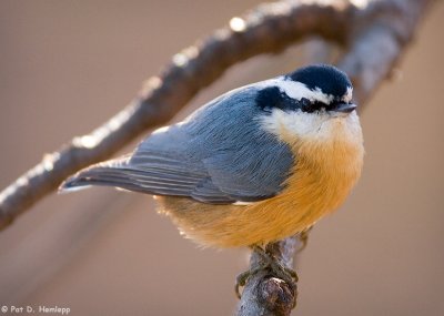 Colorful Nuthatch