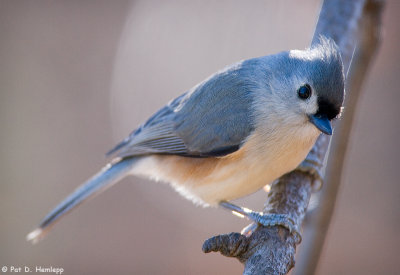Titmouse looking down