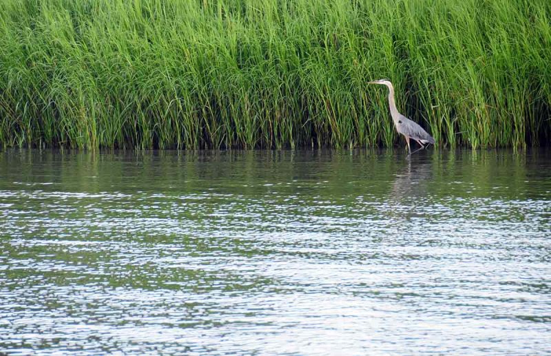 01 Great blue heron 4044