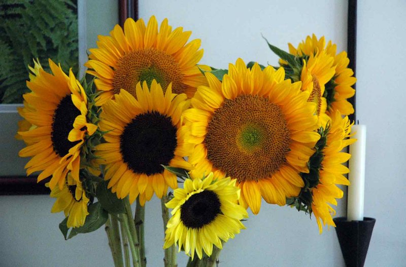10 Sunflower season 2473