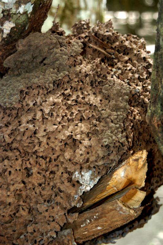 Coba old termite nest carton 6208