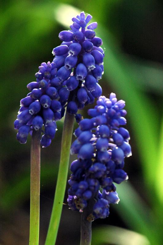 Grape hyacinth 1965