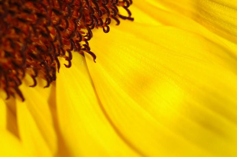 13 Sunflower 5570