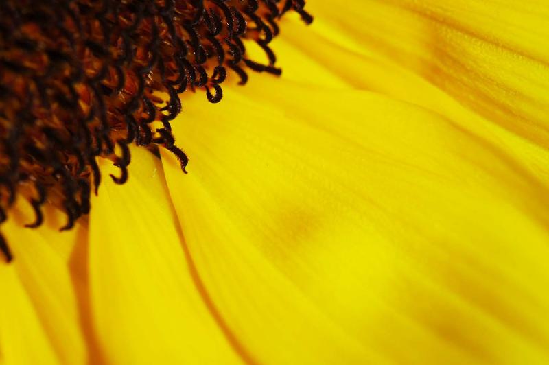 Sunflower 5572