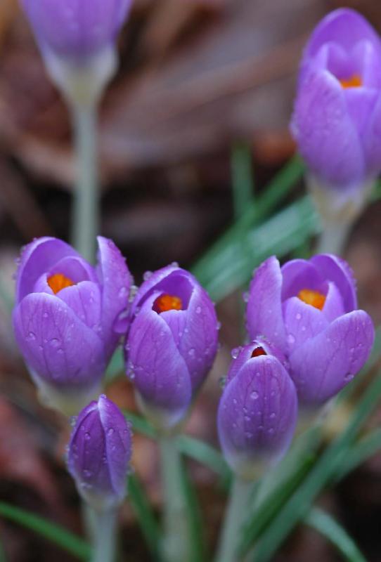 Crocus 5691