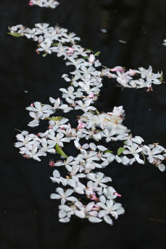 Spent cherry blossoms on my pond 6862