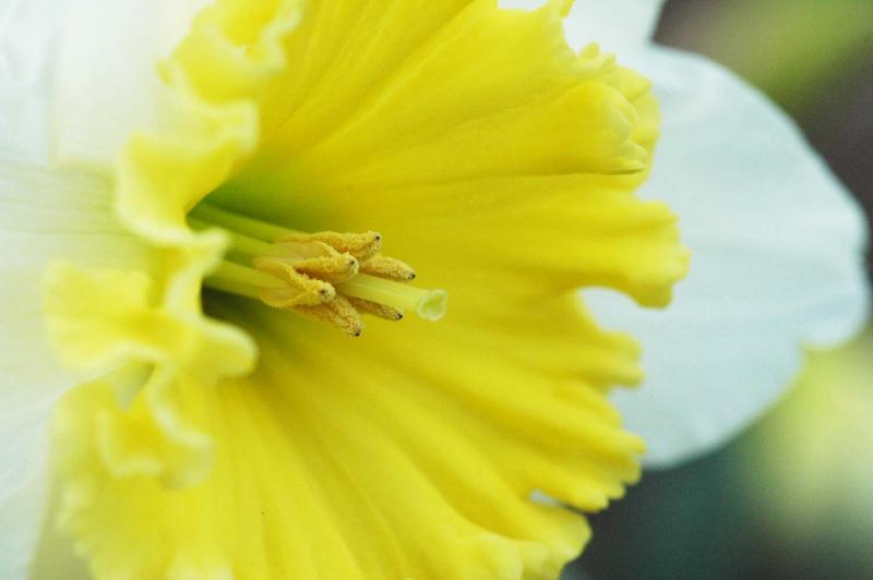 Daffodil 5711
