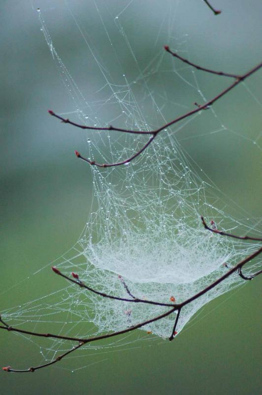 29 Spider web in morning fog