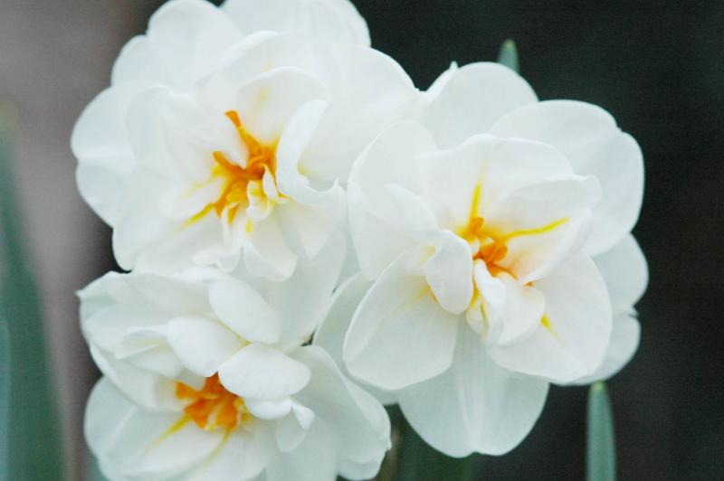 Daffodil 7201
