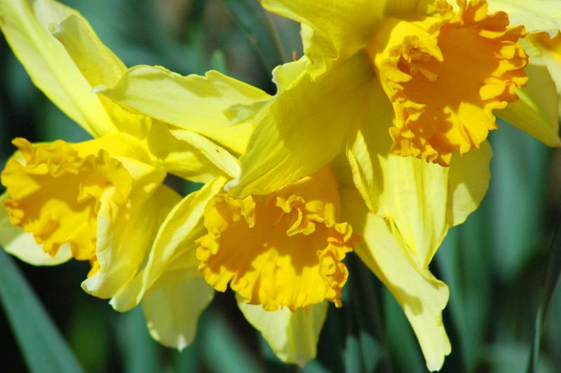 Nick's daffodils 6993