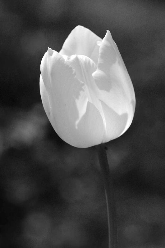 09 White tulip 7434
