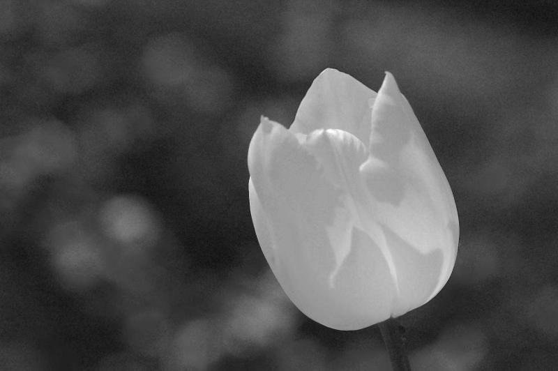 White tulip 7436