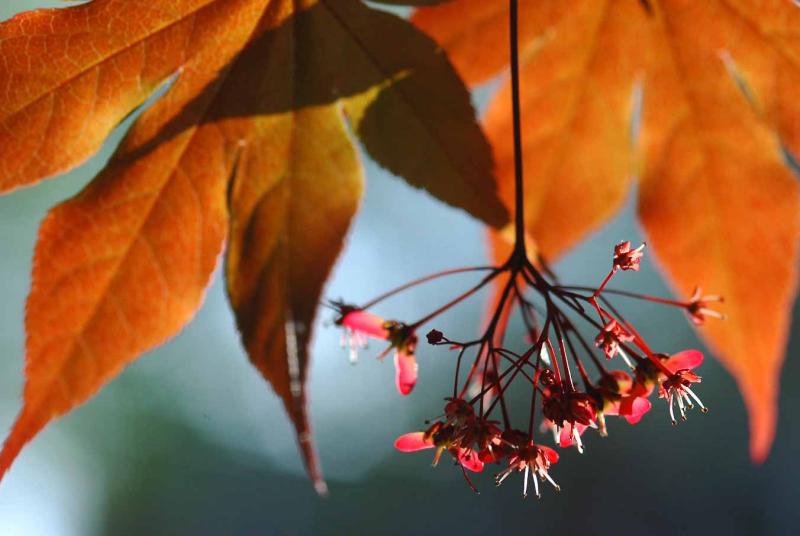 Japanese red maple flowers 7499