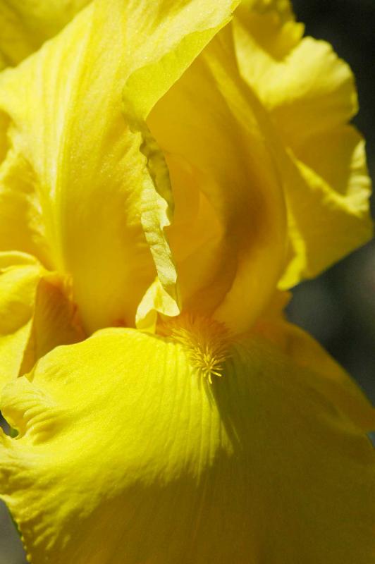 16 Yellow iris 7660