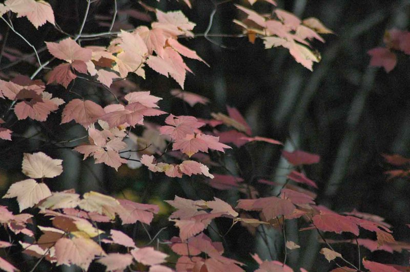 23 Maple-leaf viburnum 8917