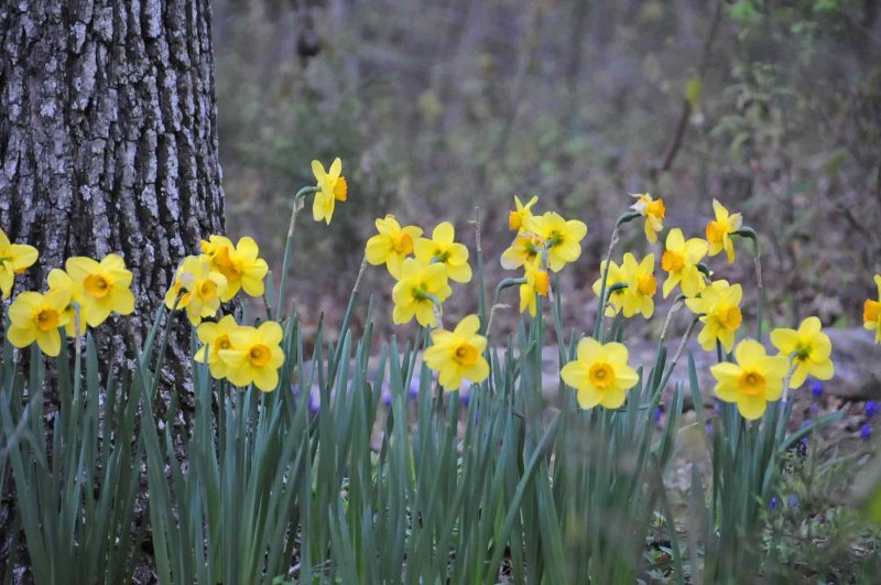 Daffodils 0104