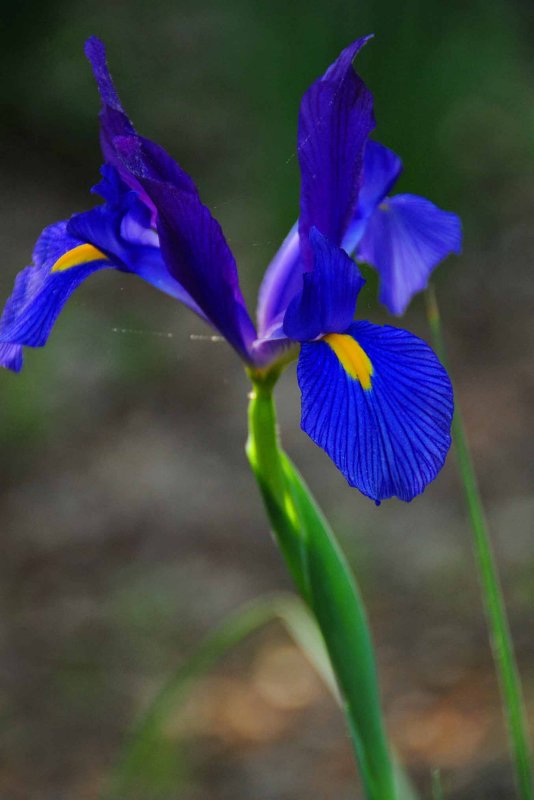 30 Blue Dutch Iris 0988
