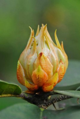 Hickory bud 0878