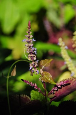 15 Coleus flowers 2377