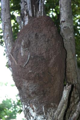 Aerial nest by road 6724