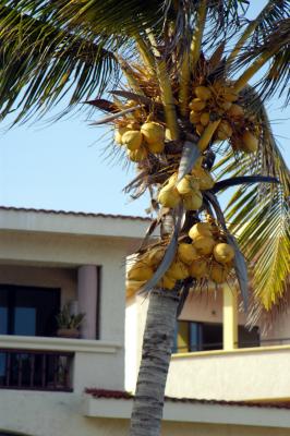 Not ripe 6792