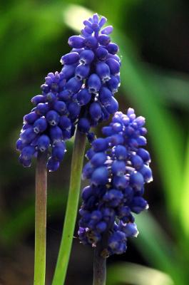 g3/31/528631/3/53832822.Threegrapehyacinth1965.jpg