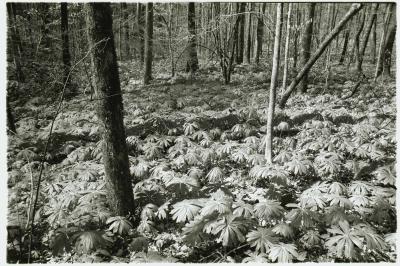 Oconee mayapples