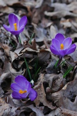 g3/31/528631/3/56657686.Crocuses5831.jpg