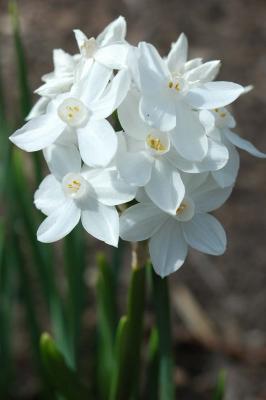 g3/31/528631/3/57534259.Scilla6870.jpg