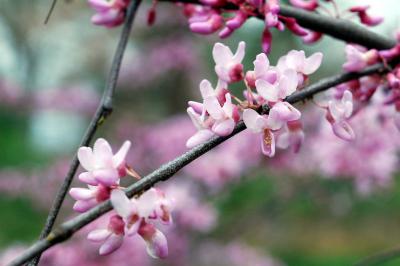 g3/31/528631/3/57534366.20Redbud6883.jpg