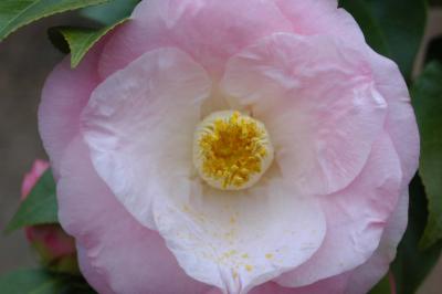 g3/31/528631/3/57790844.Camillia6872.jpg