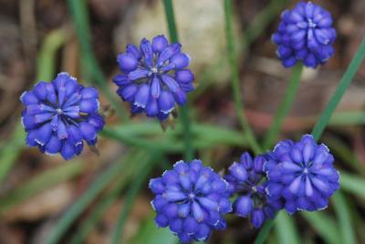 g3/31/528631/3/57793552.Grapehyacinth7036.jpg