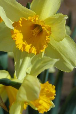 Nick's daffodils - March 2006 6990
