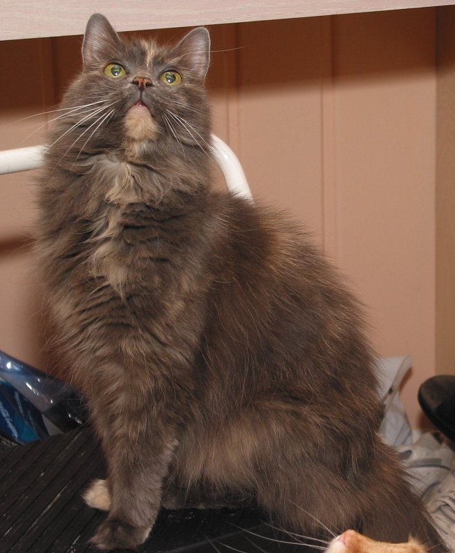 Miss Lizzy