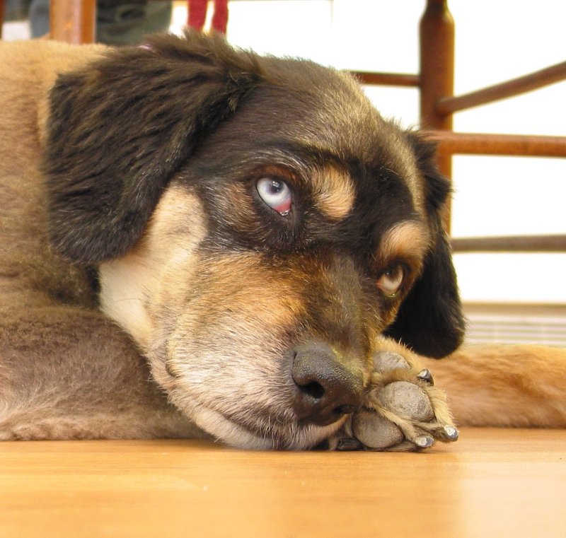 Bailey