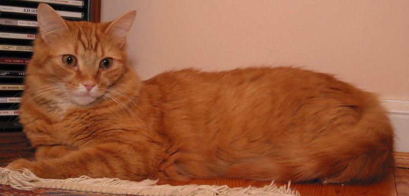 Simba